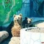Завтра вхід у Подільський зоопарк для дітей буде безкоштовний
