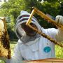 Для керівників сільськогосподарських угідь та пасічників: як уникнути отруєння і загибелі бджіл