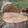 Спиляв 13 дерев — сплатив 240 тисяч гривень збитків. Рішення Козятинського міськрайонного суду