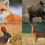 З 5 листопада забороняється полювання на хутрових і парнокопитних тварин у Вінницькій області