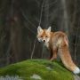 На Вінниччині заборонили полювання на хутрових і парнокопитних тварин