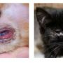 Хворі на ринотрахеїт: козятинські зоозахисники просять допомоги врятували кошенят