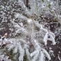 У Козятині випав перший сніг:  синоптики радять тепло одягатися та бути готовими до слизьких доріг